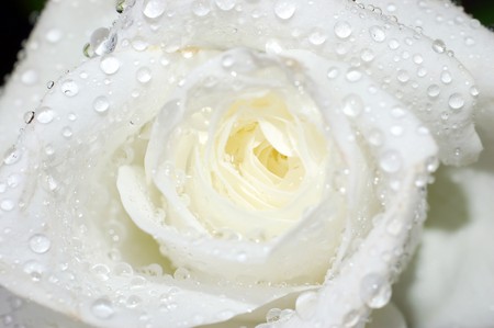 Macro image of a white rose with water dropletsの写真素材