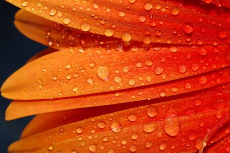 beautiful sunflower petals closeupの写真素材