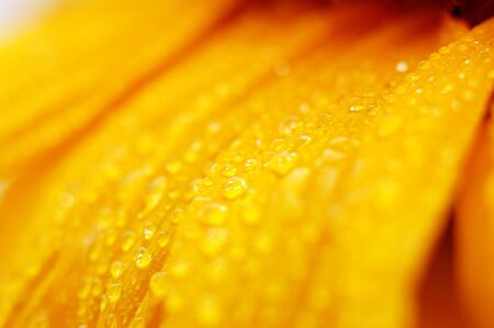 beautiful sunflower petals closeupの写真素材