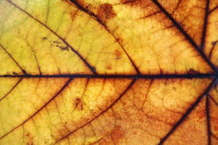 Autumn leaf background, close-up shot