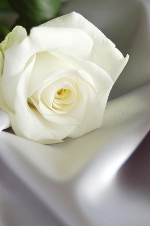 Macro image of a white roseの写真素材
