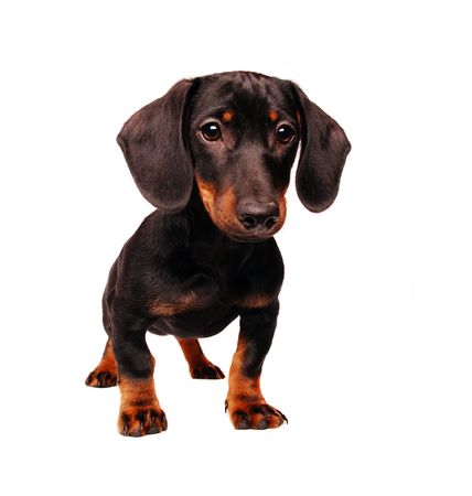 Dachshund puppy isolated on white
の写真素材