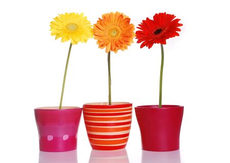 Colorful spring flowers in ceramic containersの写真素材