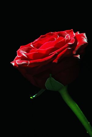 Red rose on black backgroundの写真素材