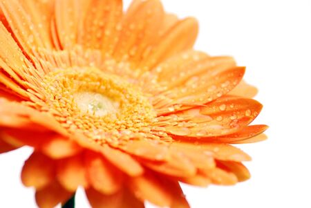 macro of a gerber daisy with water droplets on the petals. shallow depth of fieldの写真素材