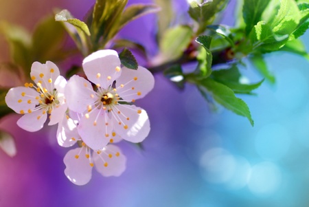 Beautiful blossom flowers on a tree