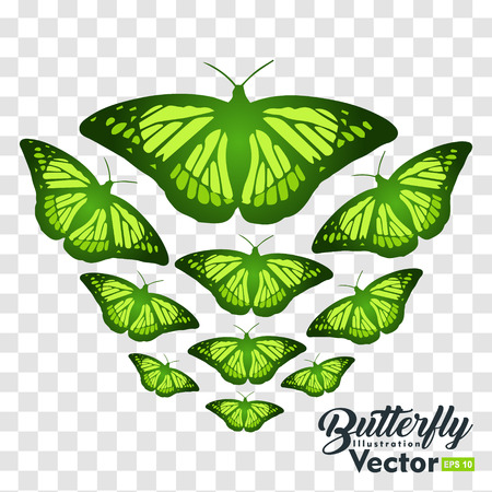 colorful Butterfly illustration vector collection, for you symbol, icon, brand and other usersのイラスト素材