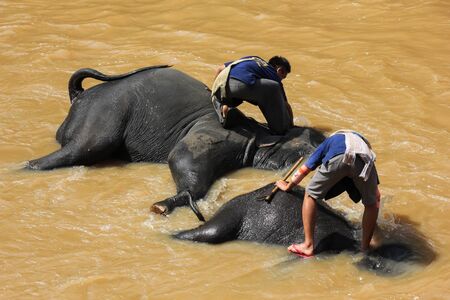 Thai man bathing his elephant in a river,Chiangmai, Thailandのeditorial素材