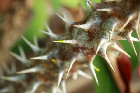 Crown of Thorns  Euphorbia milli Desmoul plant 