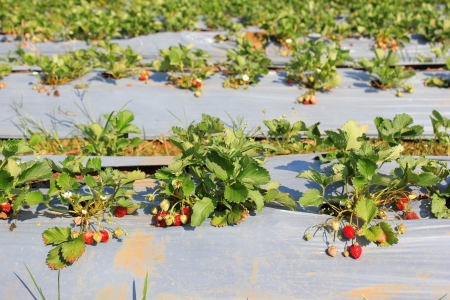 Strawberry in the fieldの写真素材