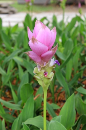 Curcuma pink flower with green leaves in the backgroundの写真素材
