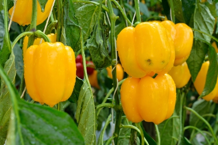 fresh yellow bell peppers, paprikaの写真素材