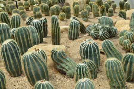 Parodia magnifica Ritt., cactus grows in sandの写真素材