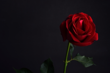 red rose on black backgroundの写真素材