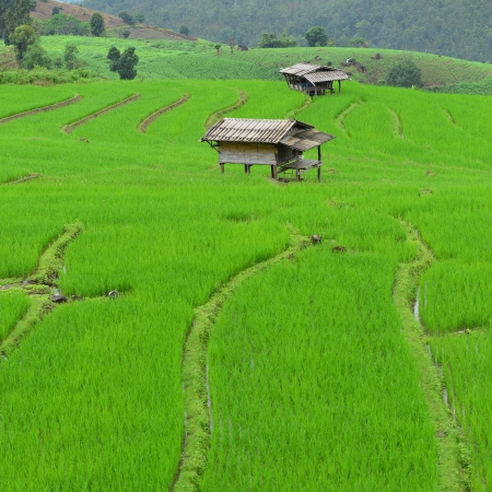 Agriculture on the mountainの写真素材