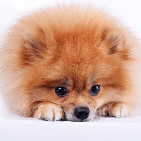 pomeranian dog isolated on white backgroundの写真素材