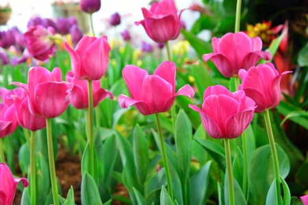tulip flowers in gardenの写真素材