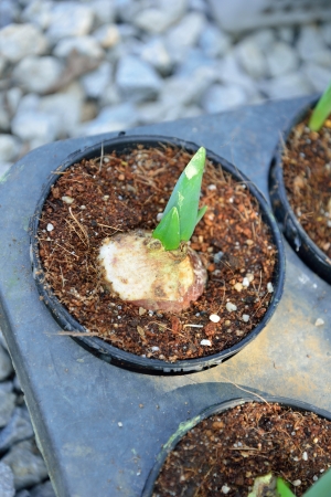 Tulips growing in potの写真素材