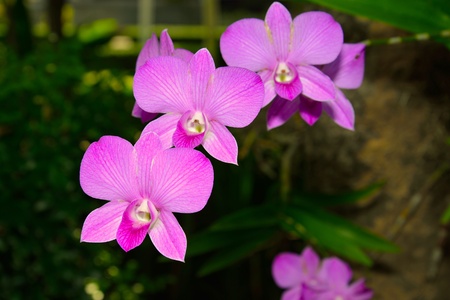 Beautiful purple orchid, phalaenopsisの写真素材