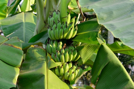 green banana, unripe banana in plantの写真素材