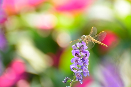 dragonfly with colorful backgroundの写真素材