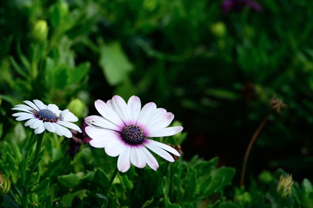 beautiful flower daisy on green background