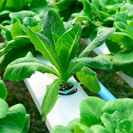 hydroponics green vegetable in farm, green lettuceの写真素材