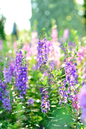 purple flowersの写真素材