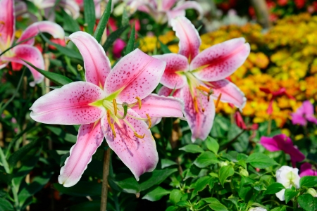 pink lily flowersの写真素材