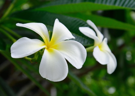 white frangipani flowers with leaves backgroundの写真素材