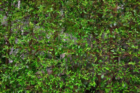 Green leaves fence backgroundsの写真素材