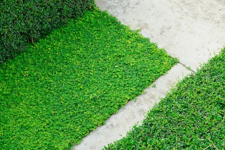 Green leaves texture and concrete floor backgroundsの写真素材