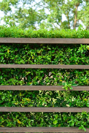 wood shelf with green leaves backgroundの写真素材