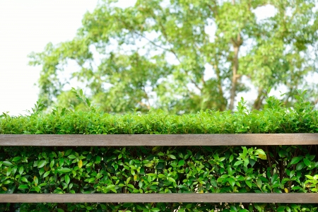 wood shelf with green leaves backgroundの写真素材