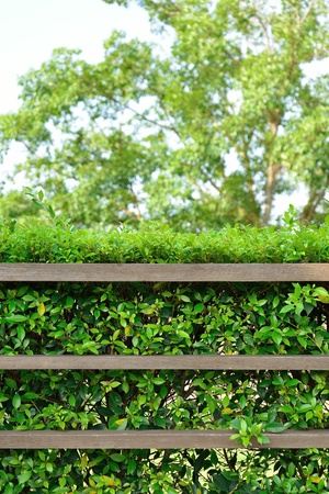wood shelf with green leaves backgroundの写真素材