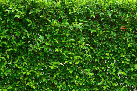 Green leaves fence backgroundsの写真素材