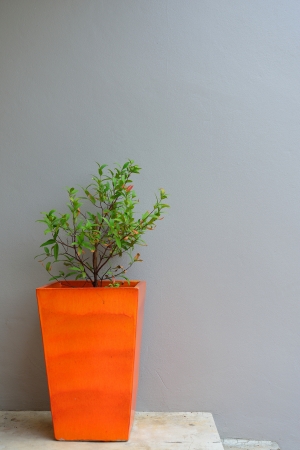 plant in orange pot with a gray mortar wall backgroundの写真素材