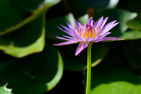 Lotus flowerの写真素材