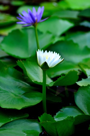 Lotus flowerの写真素材