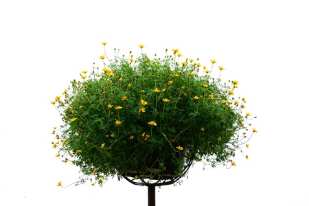 isolated yellow flowersの写真素材