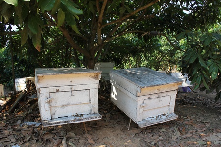 bee farmの写真素材