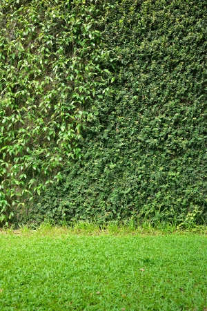 green ivy and grassの写真素材