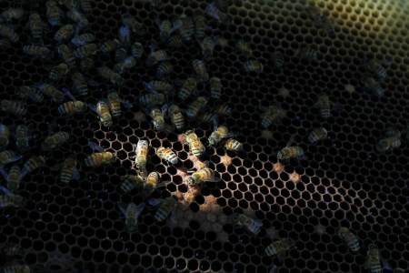 bee and honeycomb