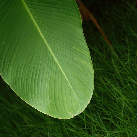 Green leaf for backgroundの写真素材