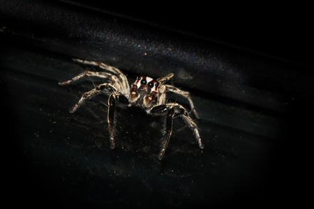 jumping spider close upの写真素材