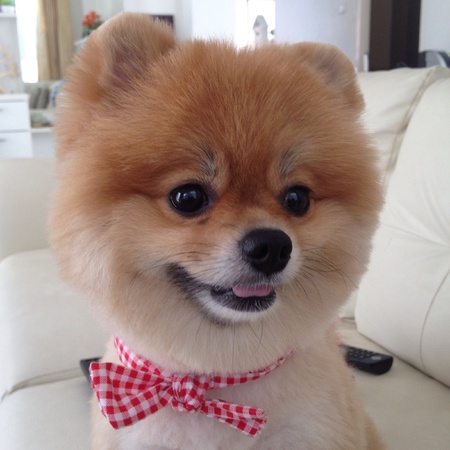 Pomeranian dog grooming bear style, cute petsの素材