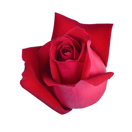 red rose isolated on white backgroundの写真素材