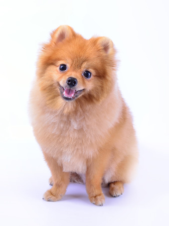 pomeranian dog isolated on white backgroundの写真素材