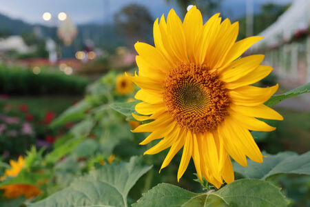 Sunflowerの写真素材