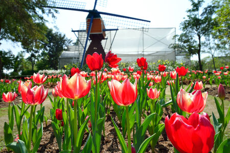 Beautiful red tulip, tulip in the garden fieldの写真素材